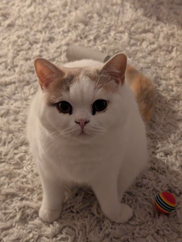 Mochi