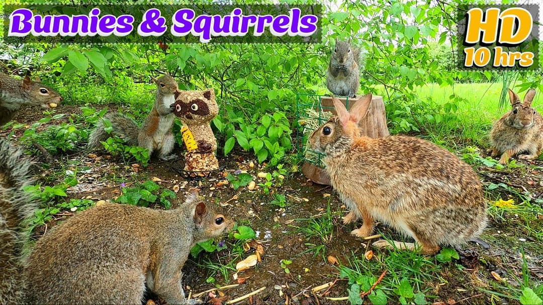 Entertain Your Pets🐶😺📺[No Ad Interruptions] 10 Hour - Cat & Dog TV | Bunnies & Squirrels 🦝🥜
