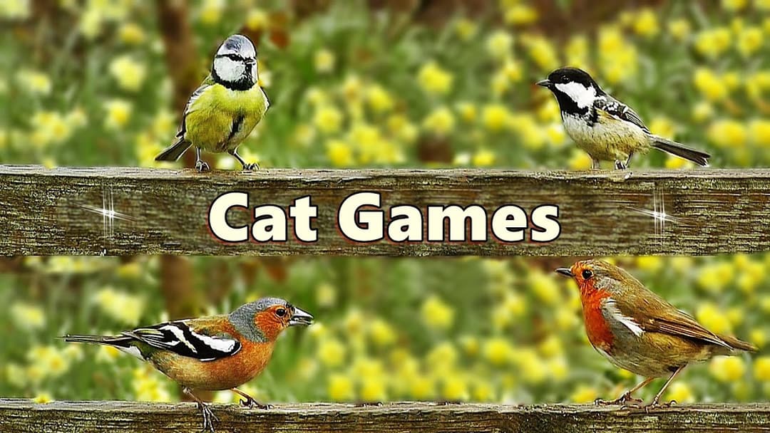 Cat Games TV ~ Follow The Birds ⭐ 8 HOURS ⭐