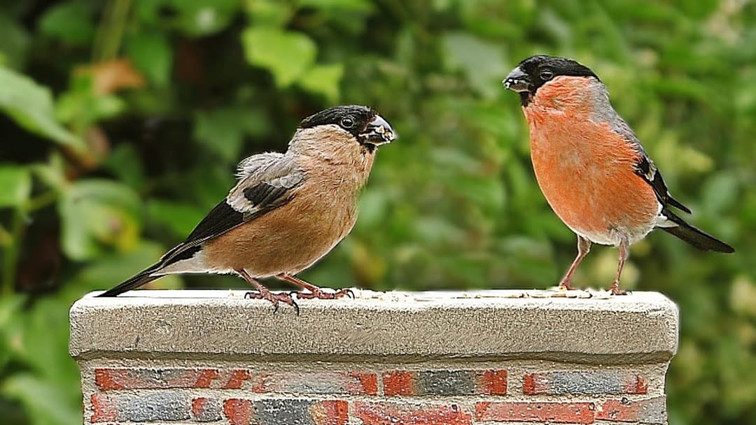 Entertainment for Cats and People - Garden Birds on The Little Chimney Pot