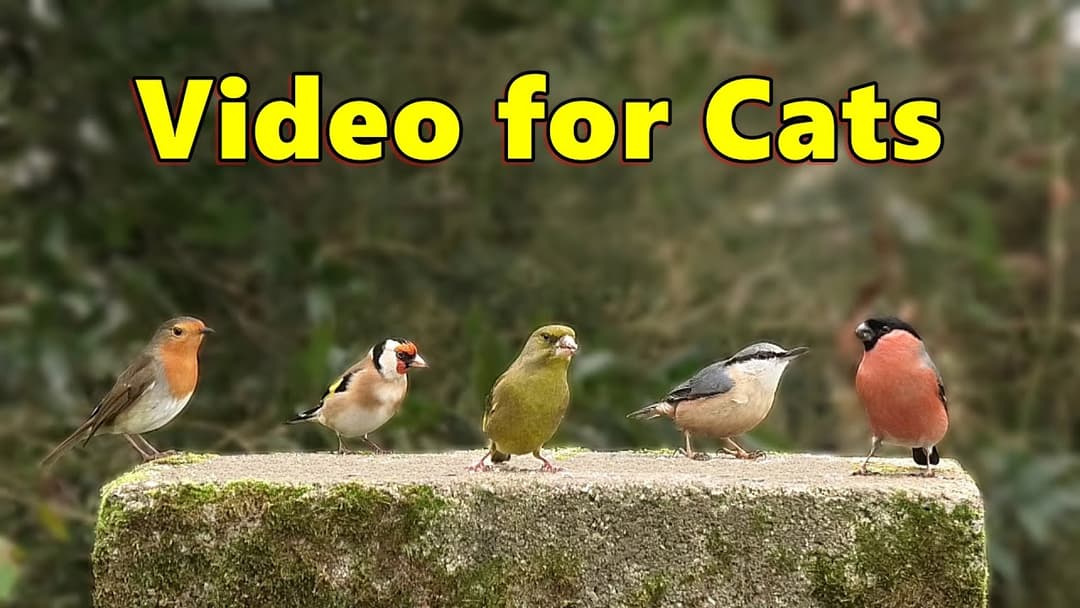 Videos for Cats to Watch ( Cat TV ) ~ Birds in England ⭐ 8 HOURS ⭐