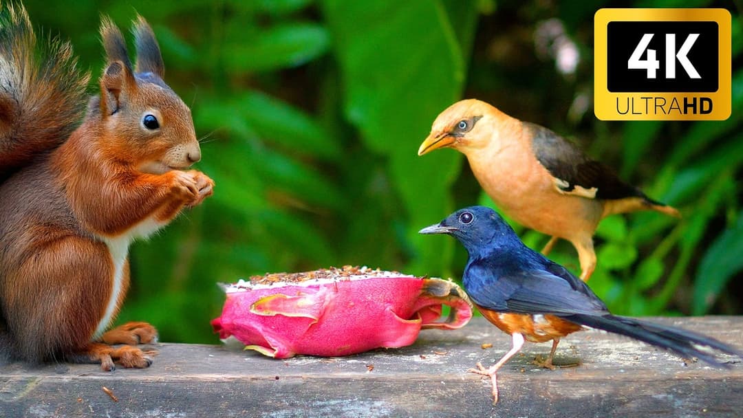 (No Ad Interruptions) Cat TV for Cats to Watch 😺 Lovely Birds and Squirrels 🦆 Cat Games 4K HDR 60FPS