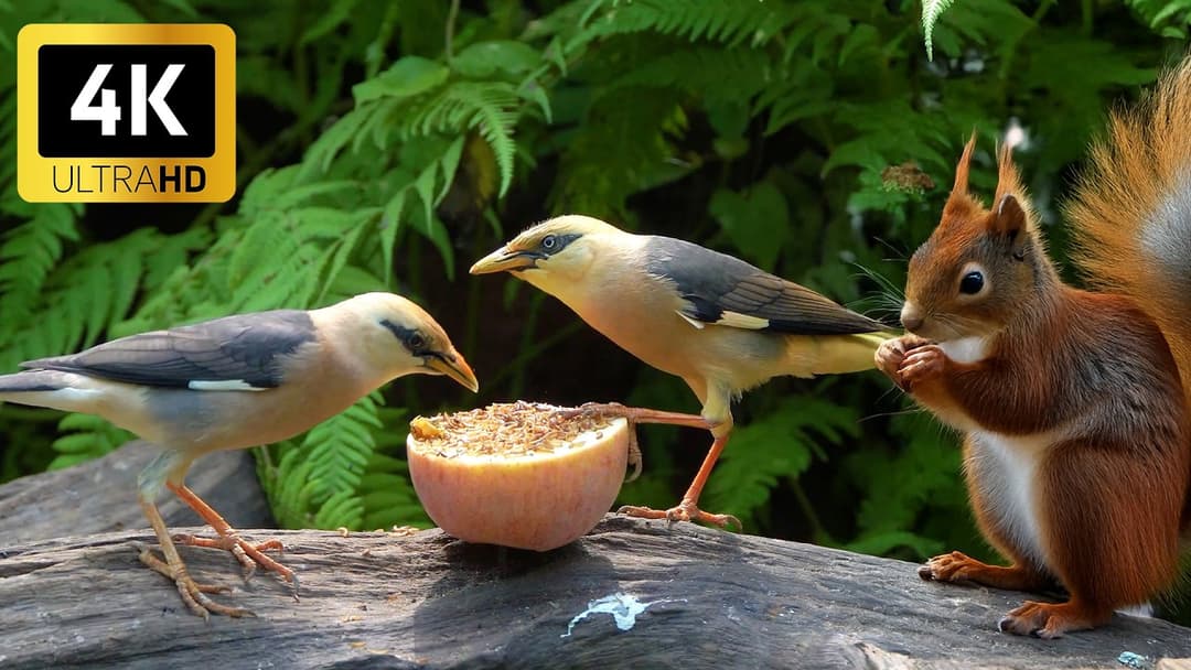 [NO ADS] Cat TV for Cats to Watch 😺🐦 Adorable Birds & Squirrels Go Wild 🐿️ Videos for Cats to Watch