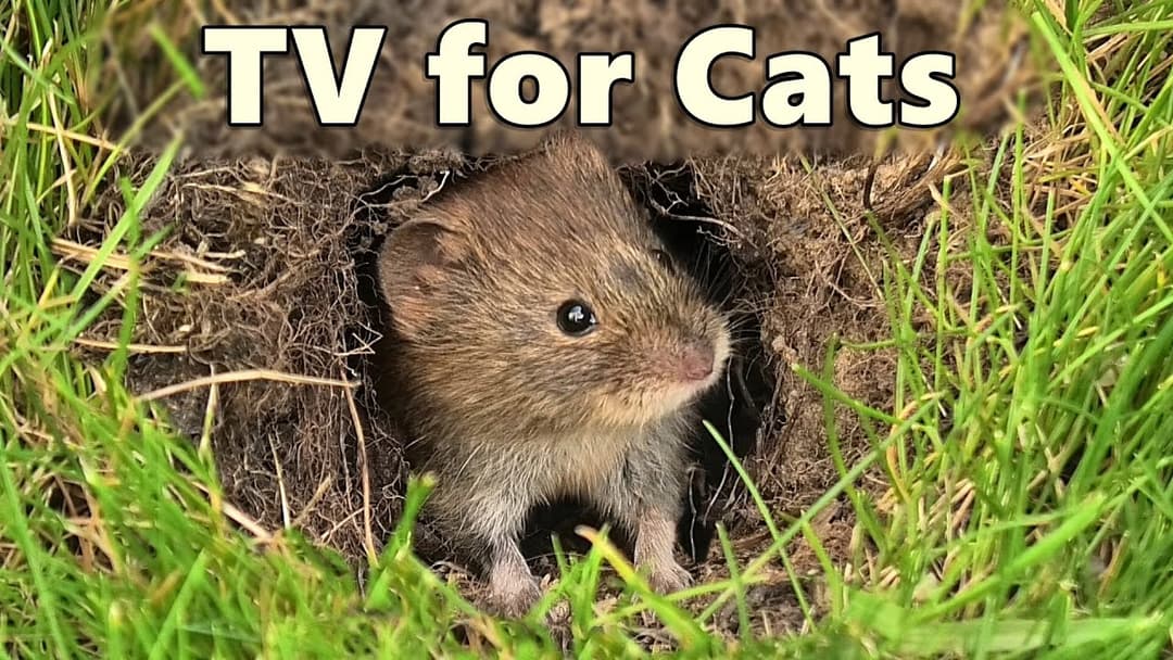 Cat TV ~ Mice and Birds Mega Compilation ⭐ 8 HOUR ⭐