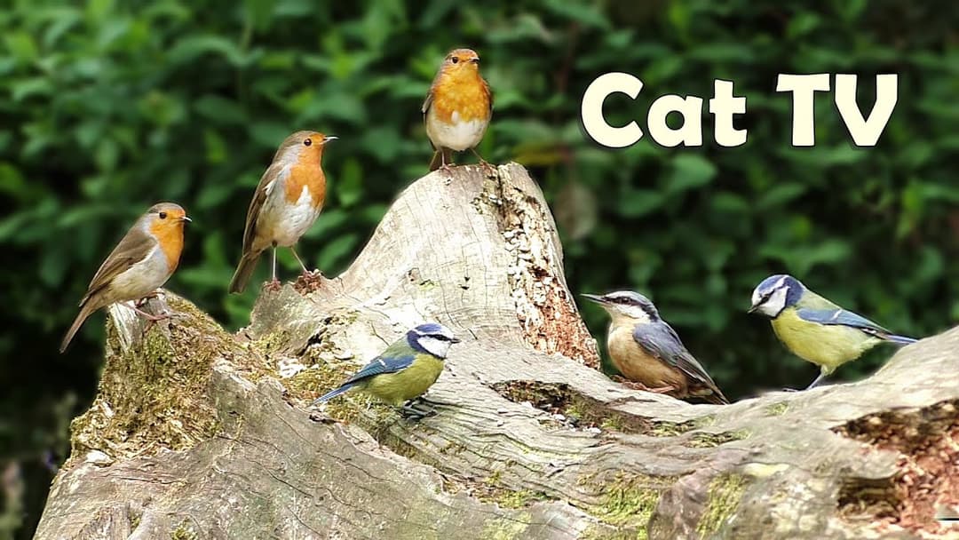 Cat TV : Chirping Birds - A Video for Cats to Watch