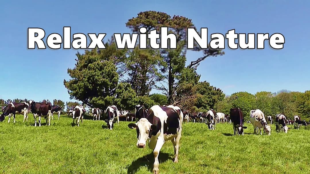 Dog TV Relaxation : Videos for Dogs - Cows In The Field ~ Relax with Nature