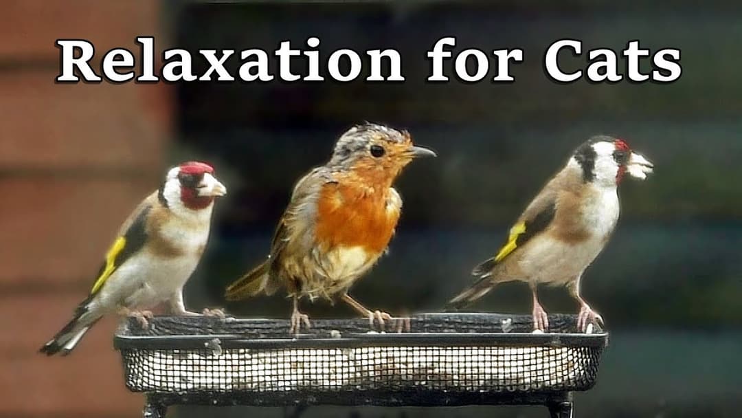 Calming TV for Cats : Garden Birds in The Rain with Relaxing Rain Sounds
