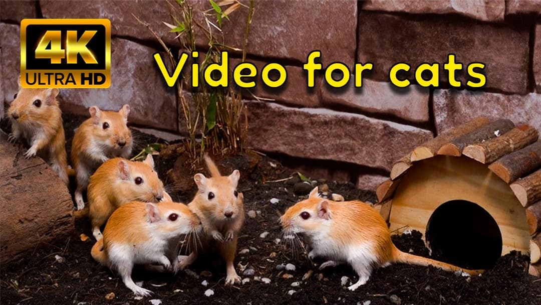 MICE! Hide & Seek Marathon – 4K Cat TV for Cats