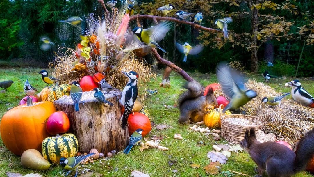 Squirrel and Bird Watching👀 12 hours Delightful Birds and Silly Squirrels