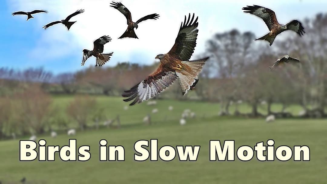 Slow Motion Birds - Amazing Birds Flying in Slow Motion