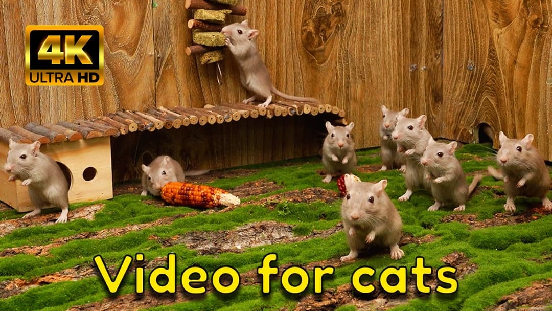 Cat TV 4K: Gentle Hide & Seek for Cats – A Peaceful Day in the Gerbil Village
