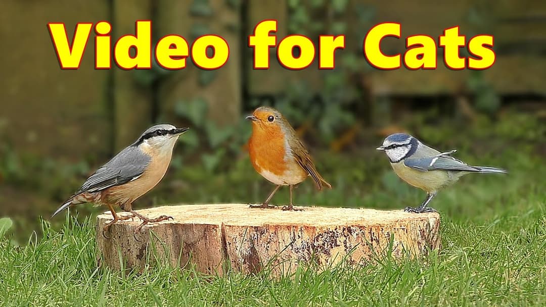 Birds for Cats to Watch ~ Adorable Cat TV  ⭐ 8 HOURS ⭐