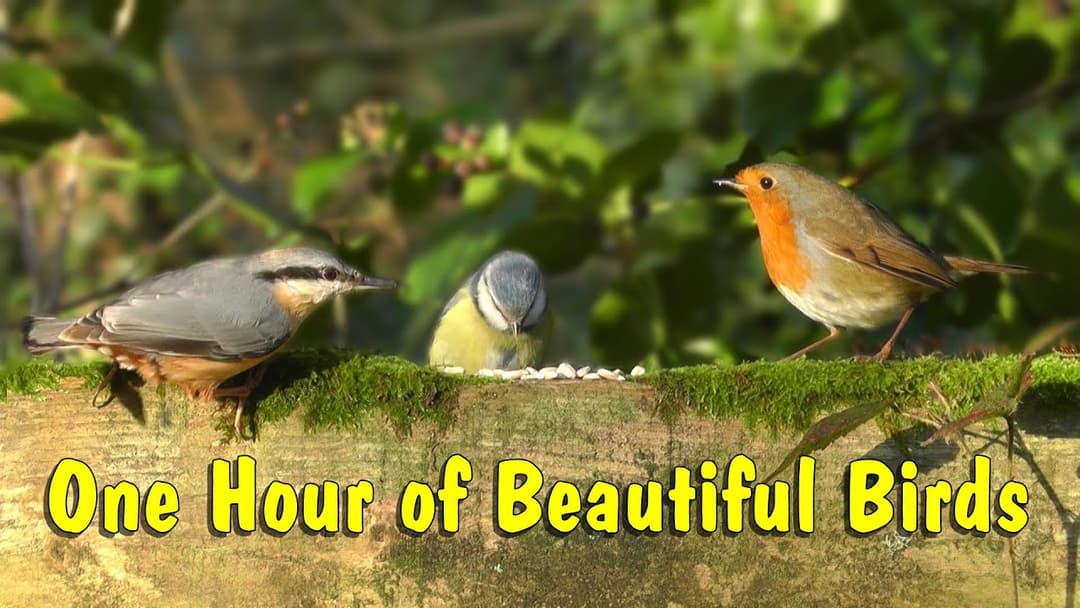 Beautiful Birds Singing & Chirping in The Forest - Bird Song & Nature Sounds