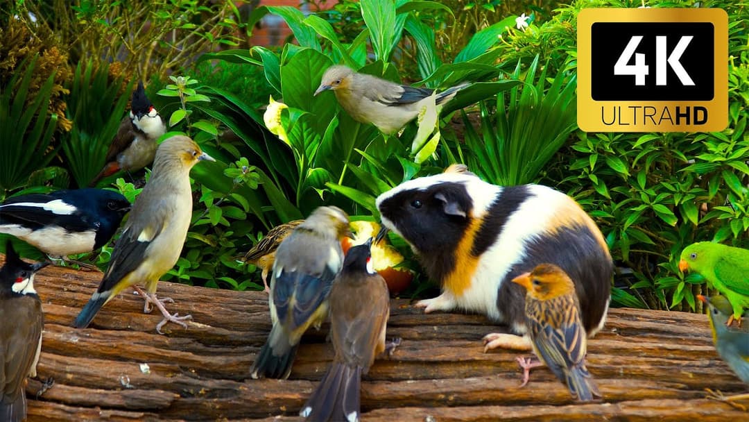 Magical Cat TV 😺 Chipmunks Sprint & Blue Jays Flutter While Squirrels Play 🐿️ 4K HDR