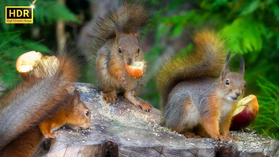 Relax and Sleep Deep with Cutest Munching Red Squirrels🐿️ 10 hours Movie