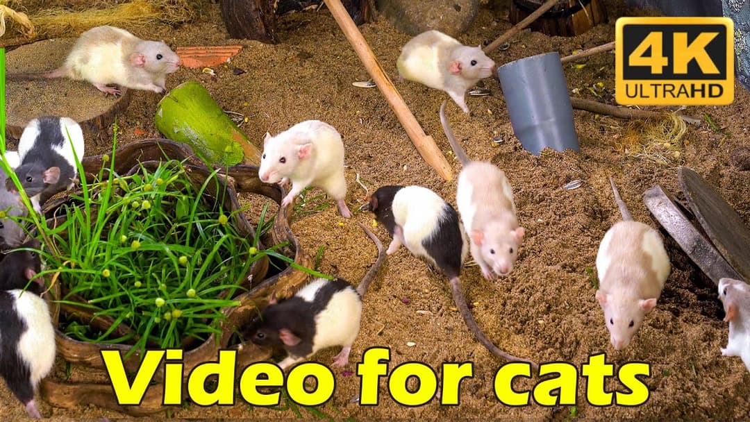 Cat TV: Hide & Seek Mice Mayhem - 4K UHD Video to Keep Your Cat Hooked | Catflix