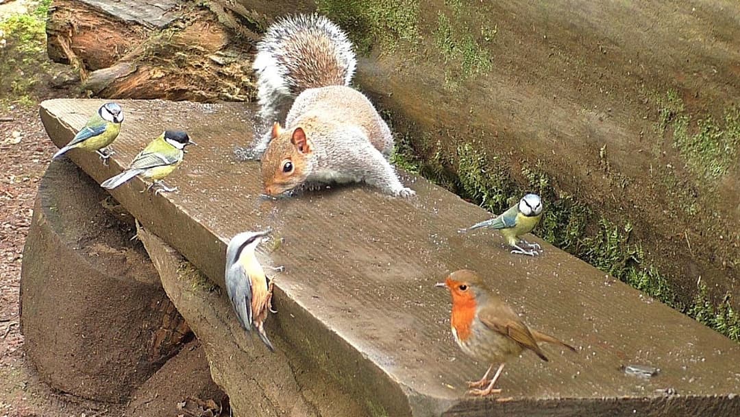 Cat Games : Find The Birds and Squirrels - Games for Cats