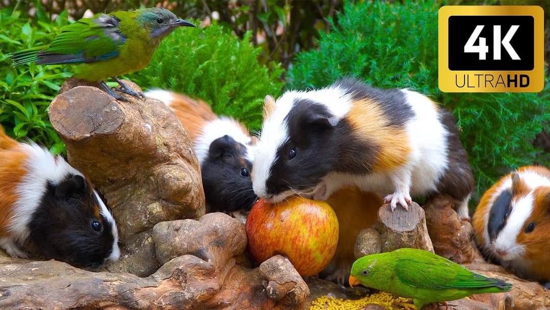 Magical Nature for Cats 😸 Birds & Guinea Pig Munch on Treats at a Picnic 🐦 Cat sensory videos 4K HDR