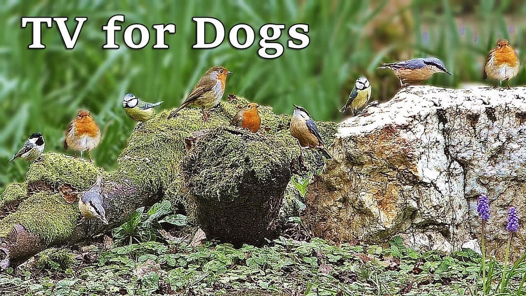 Dog TV Relaxation : Birds Chirping and Tweeting - TV for Dogs