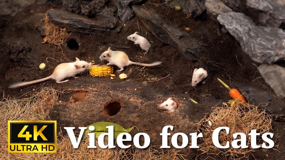 Cat TV: Hide & Seek Showdown with Tiny Mice in Stunning 4K UHD - 3 Hours | Catflix