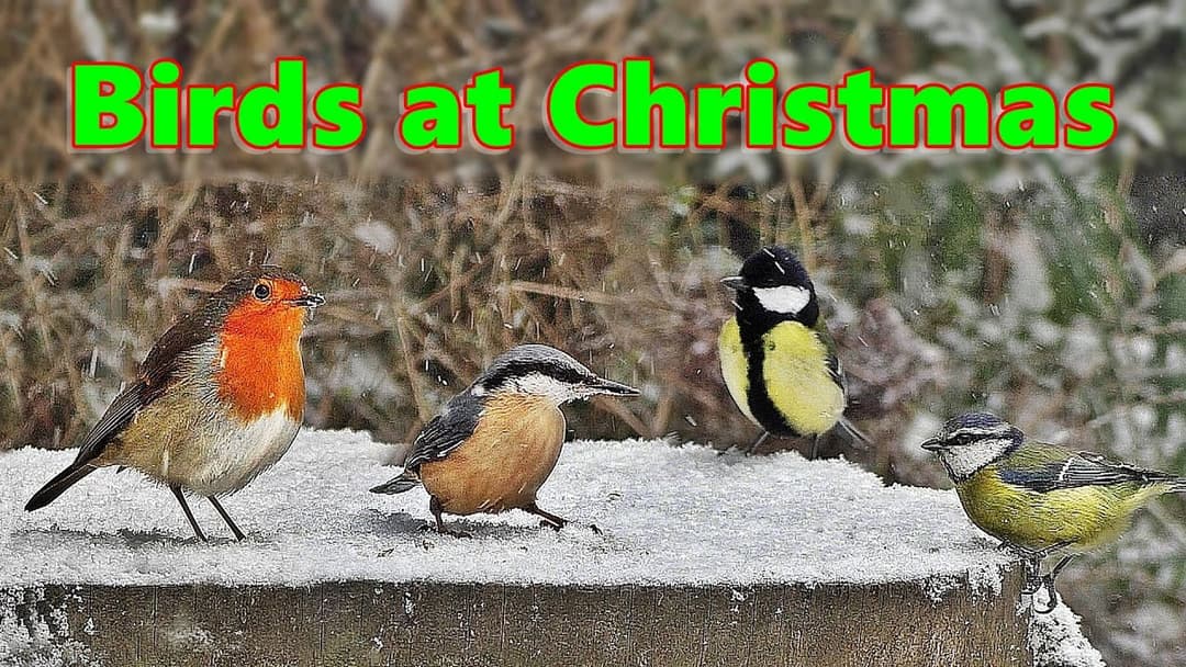 Videos for Cats and Dogs to Watch at Christmas 🎄 with Calming Christmas Music and Bird Song 🎄