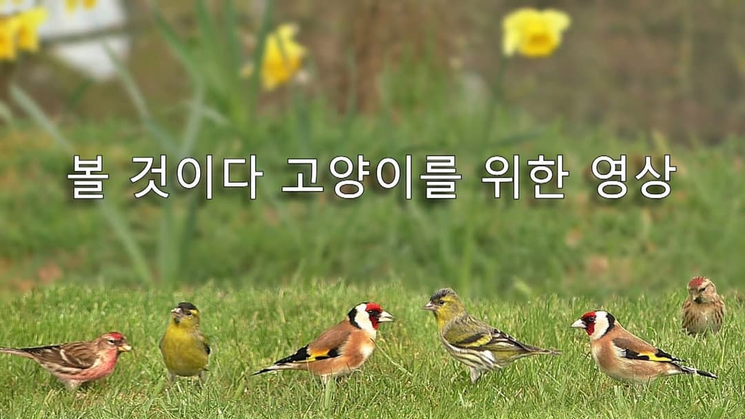 고양이 텔레비전 🐱 작은 새들 🐱 여덟 시간