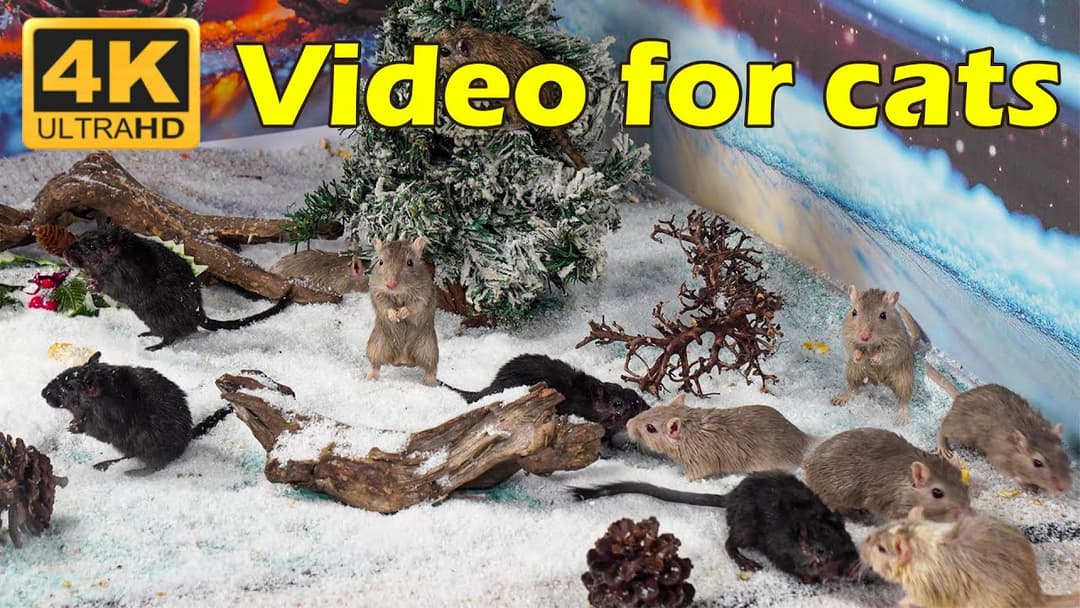 Cat TV: Mice Adventures in 4K UHD - 3 Hours of Ultimate Cat Entertainment | Catflix