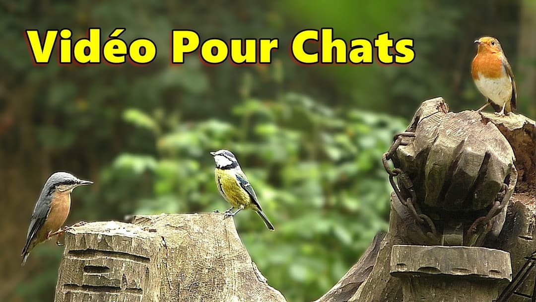 Vidéos Pour Les Chats ~ Oiseaux dans la forêt