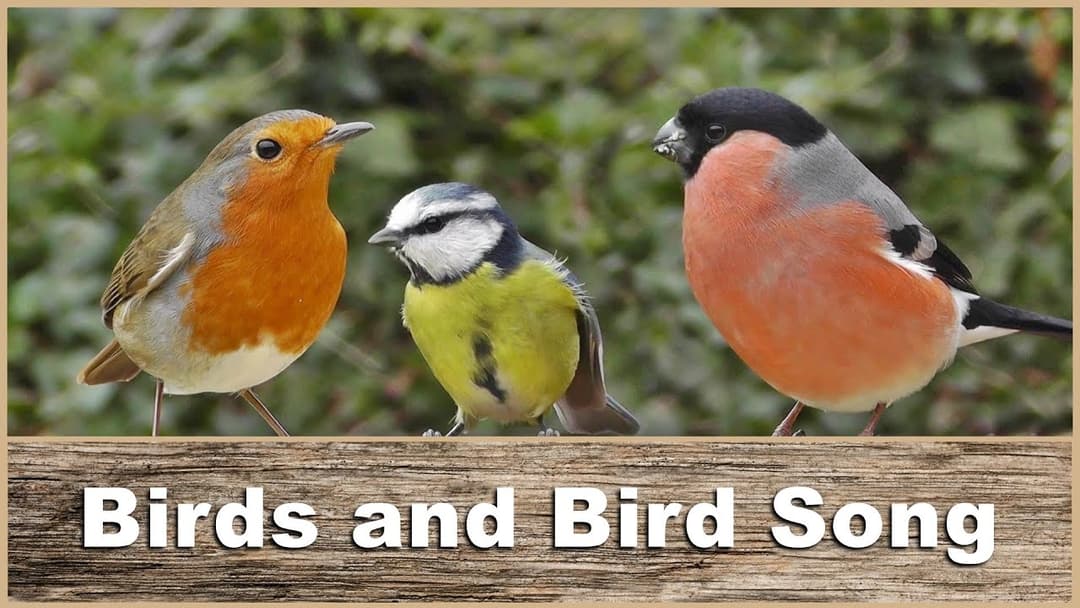 Birds : Bird Sounds and Bird Sounds : Vogelklänge  鳥、鳥の音
