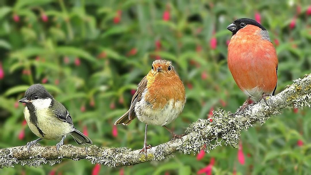 Birds in My Garden : Birds on The Branch - ONE HOUR ~ NEW ✅