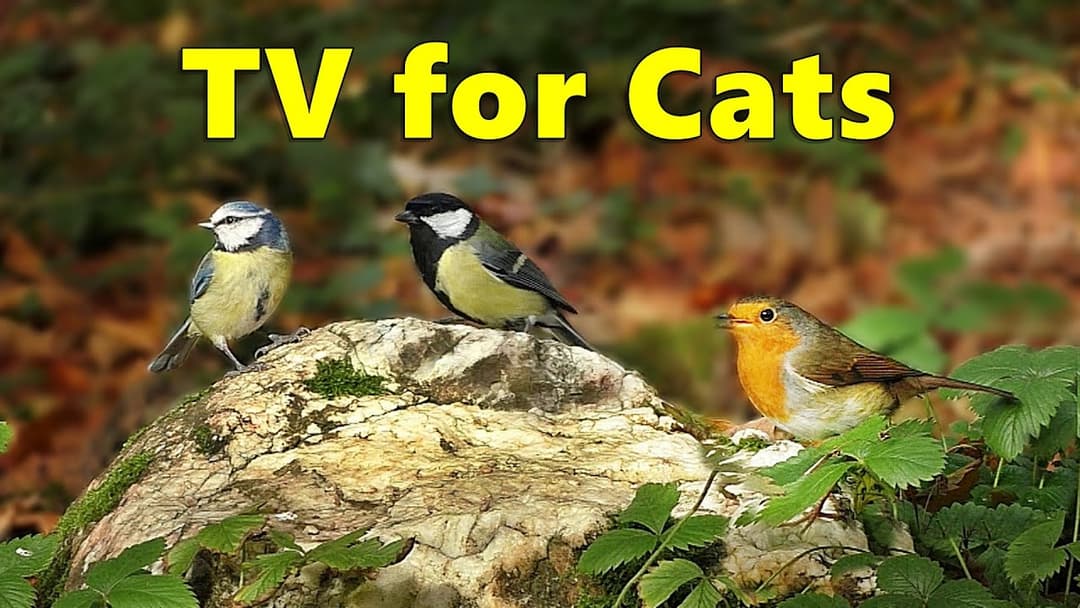Cat TV 🌳 Birds in The Woods 🌳 Videos for Cats to Watch