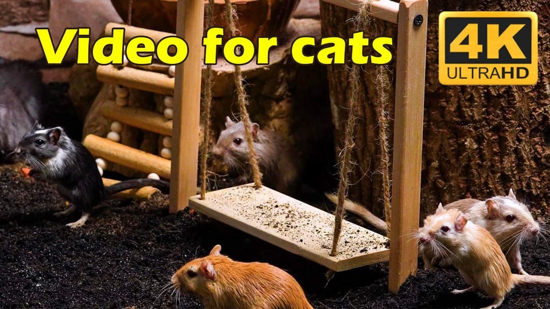 Cat TV: Non-Stop Mouse Action in Jerry Hole - 3 Hours 4K UHD | Catflix