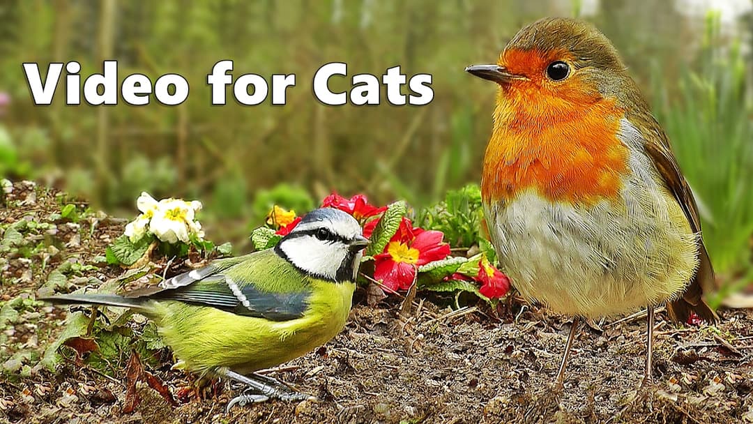 Videos for Cats to Watch : Bird Sounds & Song Extravaganza