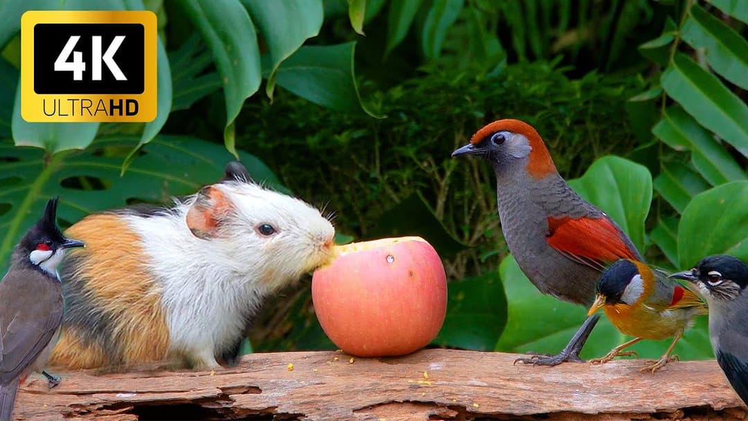 Ultimate Cat TV 😺 Birds & Squirrels Munch on a Tasty Buffet 🐦🐿️ Videos for Cats to Watch 4K HDR