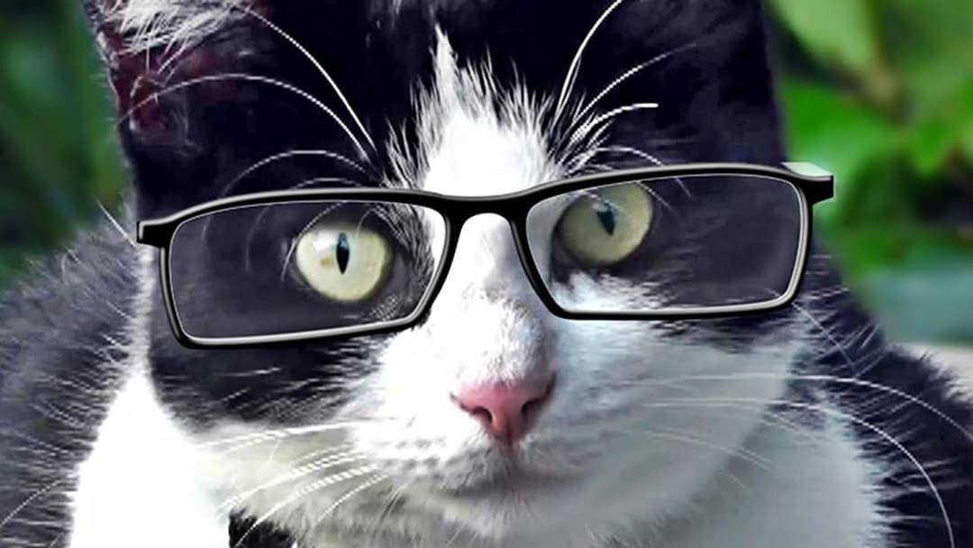 Videos Para Gatos : Gato Mirando Pájaros