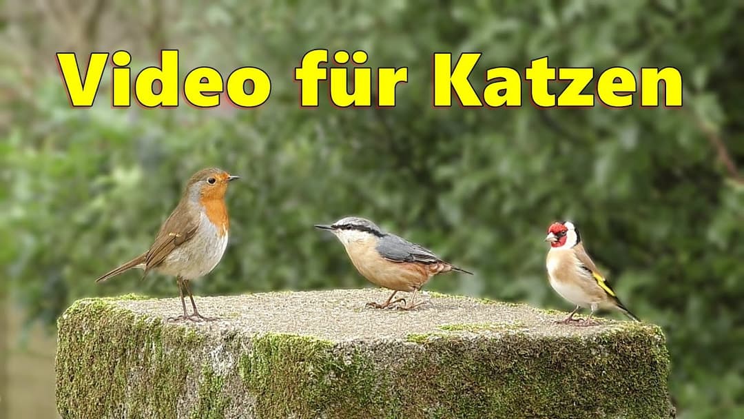 Katzenfernsehen ~ Fernseher für Katzen um vögel zu beobachten ⭐ 8 STUNDEN Katzen TV ⭐
