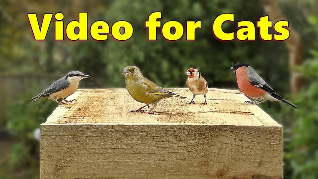 Birds for Cats to Watch ~ A Video for Your Cat