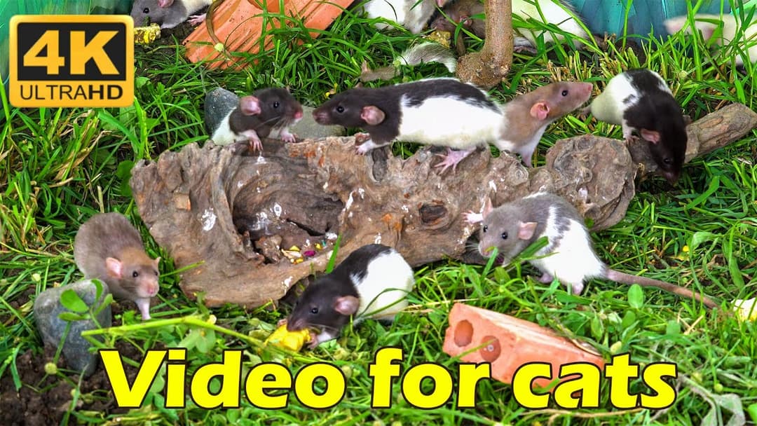 Endless Mice Chases: 3 Hours of Hilarious Cat & Mouse Hide & Seek in 4K | Catflix