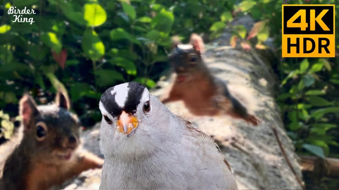Cat TV for Cats to Watch 😺🐿 Selfie-loving Squirrels and Birds 🐦 8 Hours(4K HDR)