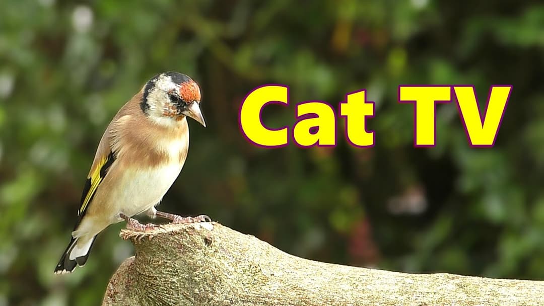 Cat TV ~ Birds for Cats to Watch in Wonderland ⭐ 8 HOURS ⭐