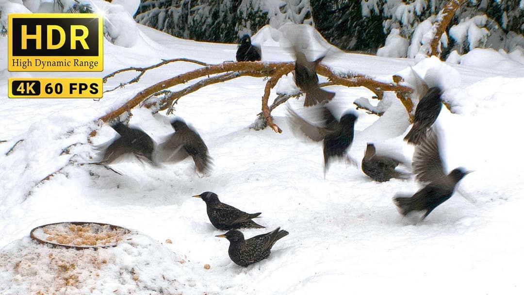 RE-LIVE | Bird Madness in my Backyard😮 Starlings and more Blackbirds returned from South
