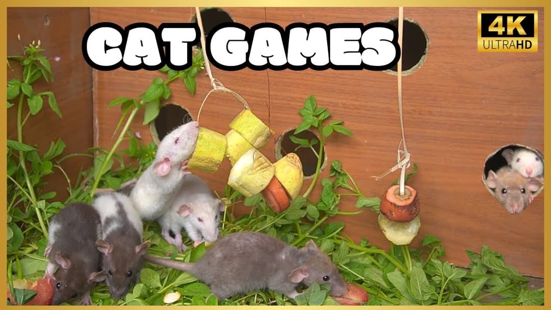 Cat TV for Cats to Watch🐱| Mice hide & seek and play on screen | Cat Games | Mice for Kittens🐱🐱