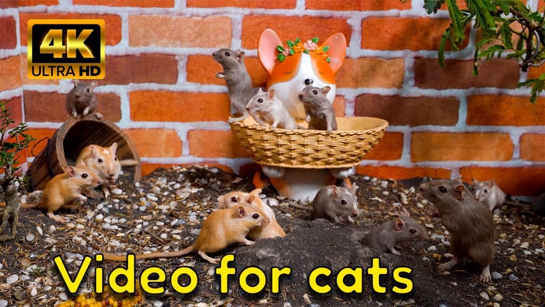 The Cutest 4K Video for Cats | A Silly Hide & Seek Story with Gerbils