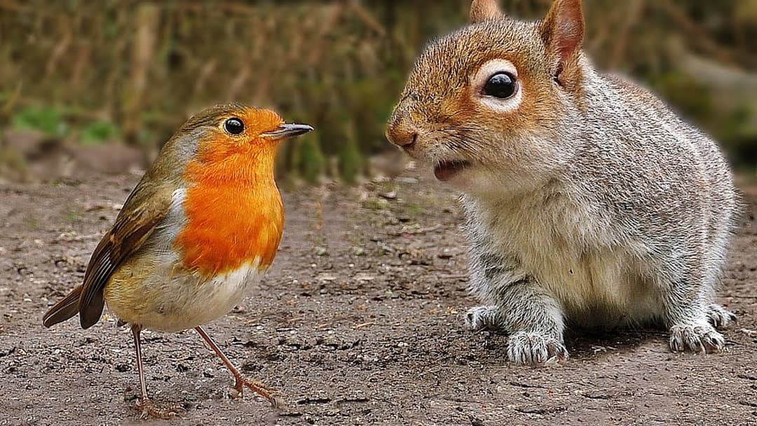 Videos für Katzen Zum Spielen : Vögel und Eichhörnchen
