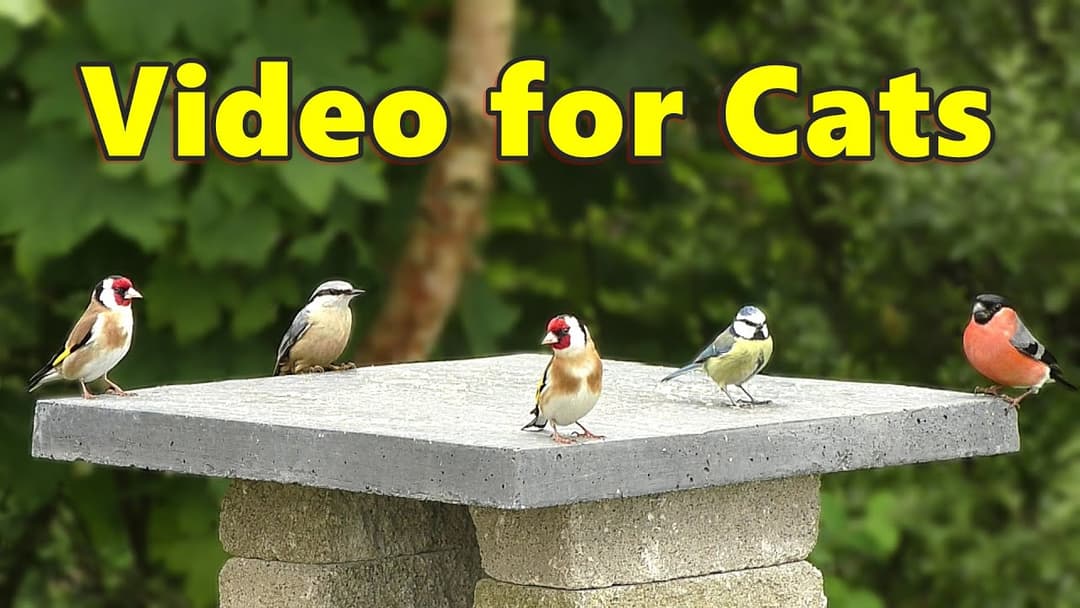 Bird for Cats to Watch ~ Spring Garden Birds ⭐ 8 HOURS ⭐ NEW ✔️