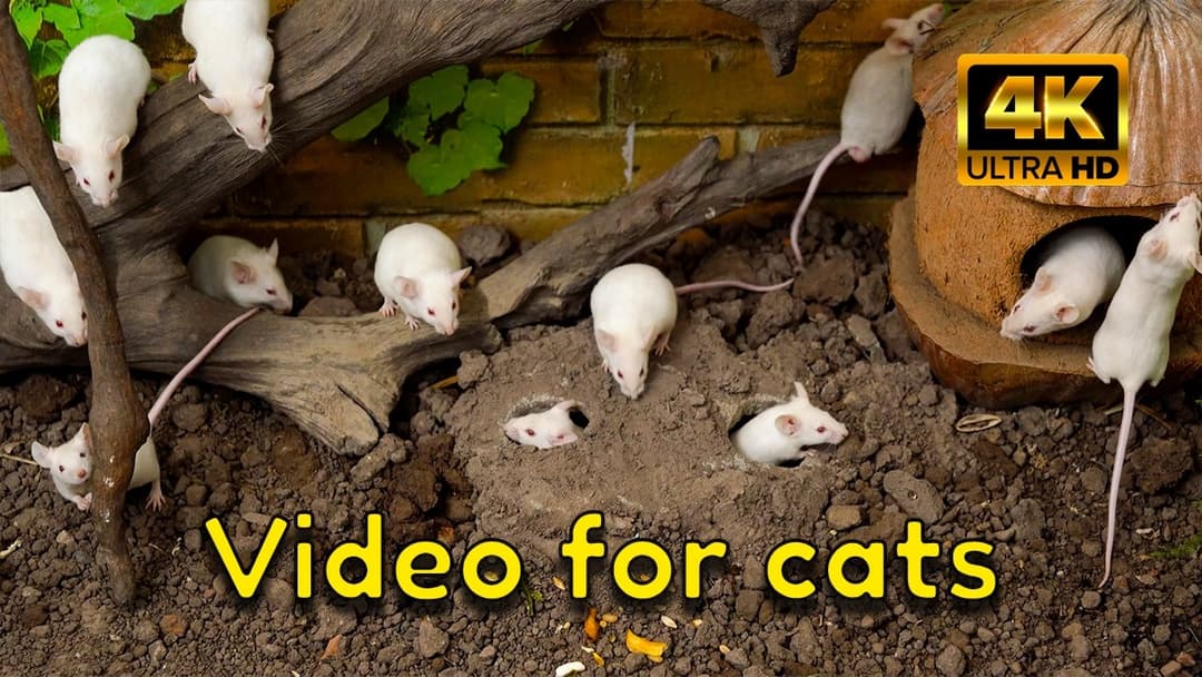 A Fun Hide & Seek for Cats in 4K | Underground Burrows & Log Tunnels