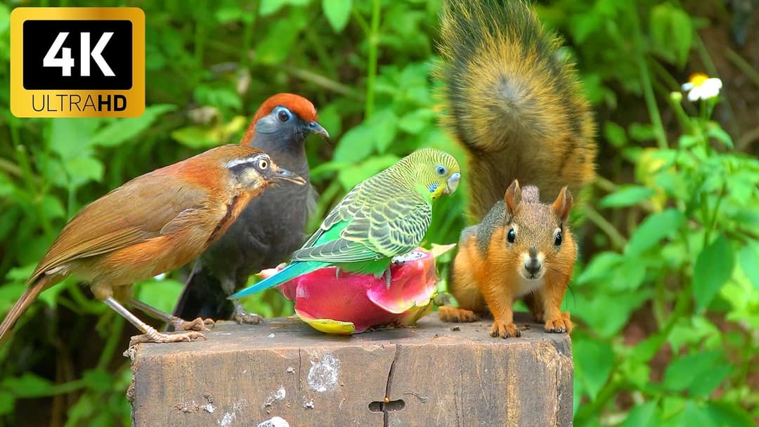 [No Ad Interruptions] Cat TV 😺 Ultimate Birds Squirrels in the Forest 🐿️ 4 Hours videos for cats 4K
