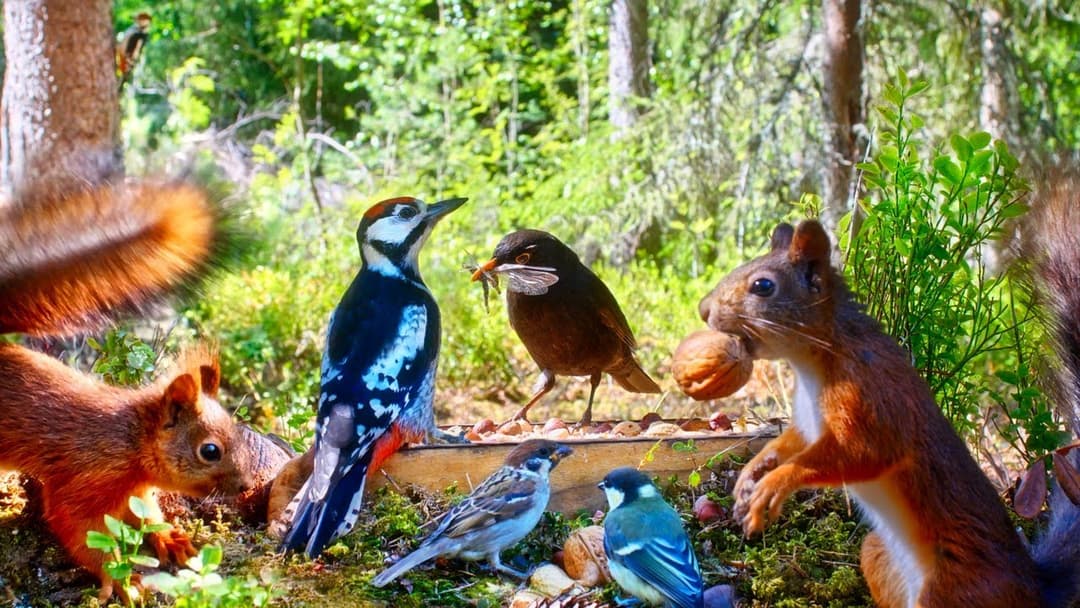 CAT TV NO ADS 😻 Cheerful Birds, Squirrel Kittens & Sunshine in the Forest