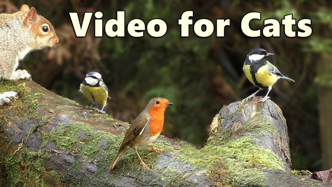 Birds for Cats to Watch ~ Birds in An Enchanted Forest ⭐ 8 HOURS ⭐
