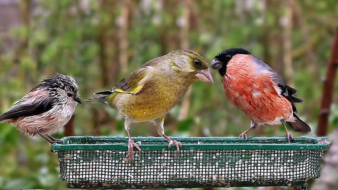 Vögel des Garten - Gartenvögel